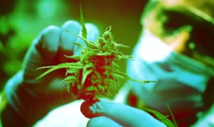 Ganja Medis Dikaji, BRIN Gandeng Kemenkes hingga BNN gdcfgvmzcwqpdact