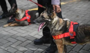 10 K9 Diterbangkan ke NTT! Polri Kejar Waktu Temukan Korban Gempa grvybpdxevyfephwr