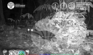 Eksistensi Satwa Endemik: Macan Tutul dan Macan Kumbang Terekam Bersama di Gunung Gede Pangrango kfacevcmgxwbz