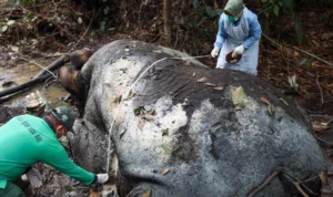 Gading Sepanjang Satu Meter Raib, BBKSDA Riau Ungkap Fakta Mengenaskan Kematian Gajah 40 Tahun kgsptsgspmkwpgqwns