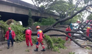 Cuaca Hujan di Jakut: Pohon Trembesi Ambruk dan Robohkan Tembok Pembatas Jalan kgxsavgjafzrhfw