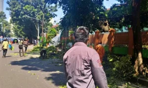 Insiden Jalan Pakubuwono: Pohon Lapuk Tumbang Melukai Pengendara, BPBD DKI Turun Tangan kkdrzebtsyaevfgw