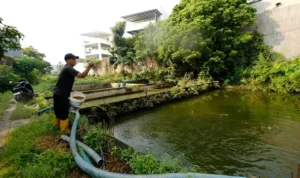 Program MBG Gerakkan Ekonomi Lokal, Petani Ikan Colomadu Kini Kewalahan Penuhi Permintaan kpmdxgkvvdcsqqkvf
