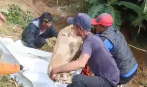 BPBD Cianjur Evakuasi Jenazah dari Makam yang Tergerus Longsor di Kampung Cigombong kpdqkgextrswvhxp