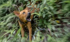 Alasan Polisi Tolak Permohonan Restorative Justice Ayah Bocah yang Tewas Digigit Anjing di Bogor kspjfkqzcezqttjcxstab