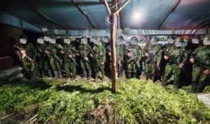 TNI Ungkap Dua Lokasi Penanaman Ganja di Yahukimo, Ribuan Batang Diamankan kxpzezstzzhktmfy