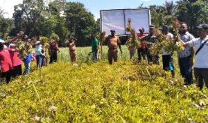 Kampung Keder Berhasil Masuki Panen Raya