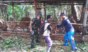 586 Ekor Sapi di Klungkung Masuk Tahap Vaksinasi