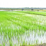 prabowo sawah