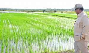 prabowo sawah