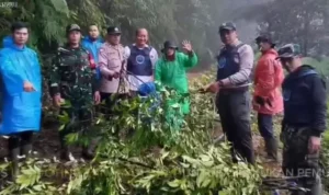Kawasan Wisata Jadi Target! Ladang Khat di Puncak Diungkap BNN x