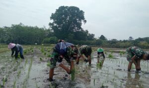 Manunggal di Sawah, Prajurit TNI dan Warga Wonosari Bahu-Membahu Garap Lahan Satu Hektar dfa bd bfd abeb