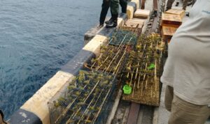 Sinergi TNI AL dan Aparat Gabungan Gagalkan Penyelundupan Ribuan Burung Kicau di Labuan Bajo bb f b aae