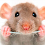 Rat ()
