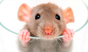 Rat ()