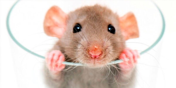 Rat ()
