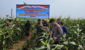 Dukung Swasembada Pangan, Polsek Teluknaga Sulap Lahan Tidur Jadi Kebun Jagung Produktif c fc bf dfeeb