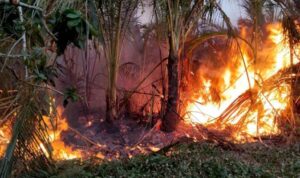 Curah Hujan Rendah di Luar Jawa, BNPB Ingatkan Ancaman Karhutla WhatsApp Image at