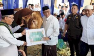 Gubernur Lampung Rahmat Mirzani Djausal menerima sapi kurban Presiden Prabowo Subianto. (Foto: Istimewa) sapi prabowo