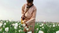Taliban Janji Hentikan Produksi Narkotika, Petani Opium Afghanistan Merana