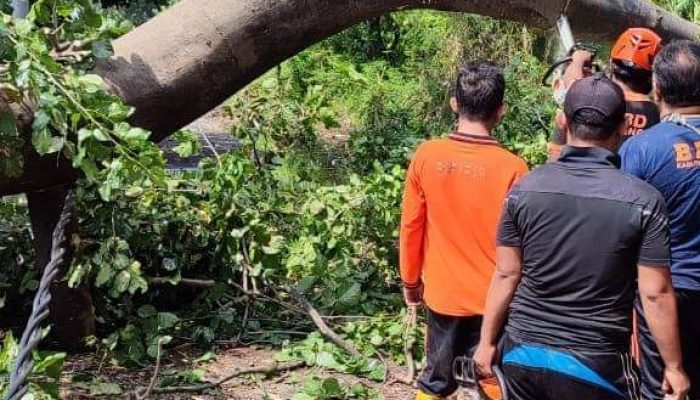 BPBD Buleleng Himbau Masyarakat Waspada Pohon Tumbang di Tengah Cuaca Ekstrem