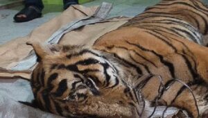 972897harimau-sumatera-mati
