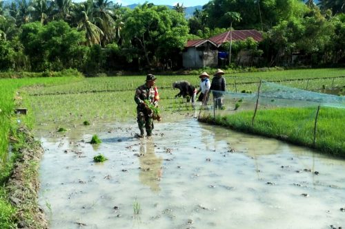 Tingkatkan Hanpangan Di Masa Pandemi, Babinsa Ini Terjun Ke Sawah Bantu ...