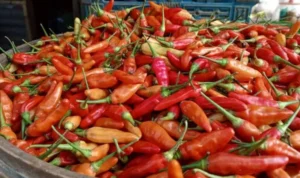Penguatan Harga Pangan, Cabai Rawit Merah Jadi Komoditas Paling Mahal Desain tanpa judul
