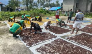 Respon Cepat..! Satgas Yonarmed 1 Kostrad Bantu Warga Desa Waelikut Panen Cengkeh