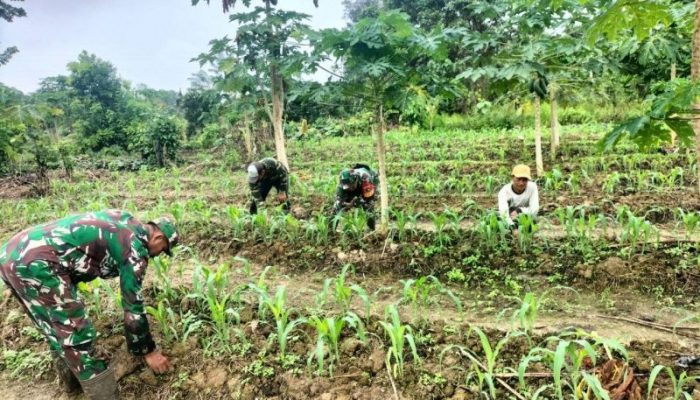 Agar Hasil Panen Meningkat, Babinsa Koramil 1710-07/Mapurujaya Terus Dampingi Petani Di Wilayah Binaan