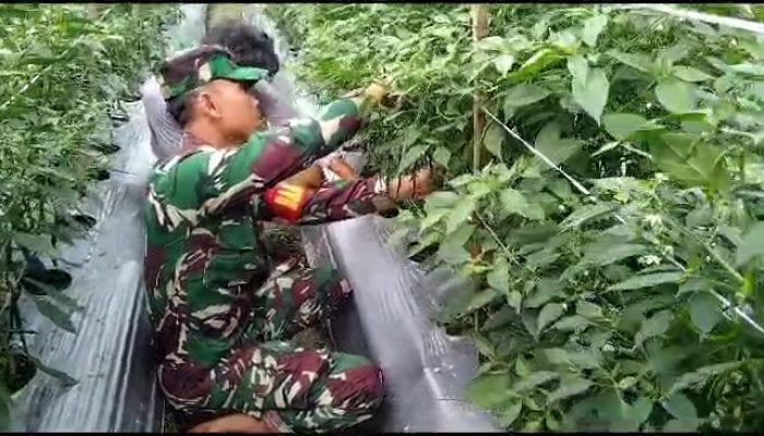 Babinsa Koramil 07/Mapurujaya Laksanakan Pendampingan Kepada Petani Cabai