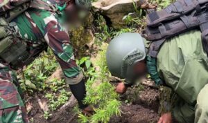 Satgas Swasembada dan Tim Gabungan Temukan Ladang Ganja di Hutan Pegunungan Bintang IMG WA