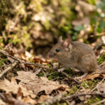 Ilustrasi Waspada Hantavirus (Sumber Gemini Generated Image)