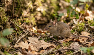 Ilustrasi Waspada Hantavirus (Sumber Gemini Generated Image) Ilustrasi Waspada Hantavirus (Sumber Gemini Generated Image)