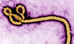Virus Ebola (Foto CDC Afrika) Virus Ebola (Foto CDC Afrika)