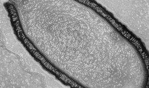 Permafrost Mencair, Ngeri: Para ilmuwan Hidupkan Lagi Virus Purba Berumur 48.500 Tahun
