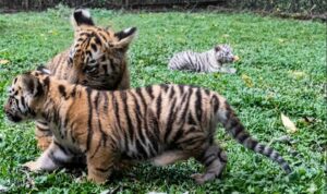 Taman Safari Indonesia (TSI) II Prigen, Jawa Timur, memperkenalkan empat anak harimau sumatra (Panthera tigris sumatrae) yang WhatsApp Image at