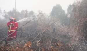 Karhutla di Jalan Gubernur Syarkawi Jadi Perhatian, Satgas Gabungan Perkuat Pemadaman WhatsApp Image at ()