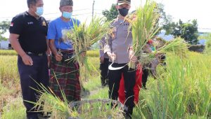 Kapolres Buleleng Langsung Turun Melakukan Panen Raya Padi Bersama Petani