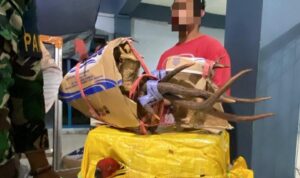 Sinergi di Pelabuhan Ambon: TNI AL Amankan Satwa Dilindungi yang Diselundupkan dalam Kardus aafe b bee afdcfa