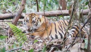 Miris! Pekerja Penebang Pohon di Riau Ditemukan Tewas Tanpa Kepala Diterkam Harimau
