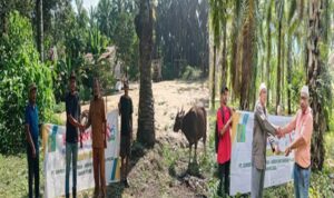 Geger di Asahan! Penyaluran Sapi Kurban PT SSM Dipertanyakan Kepala Desa asahan