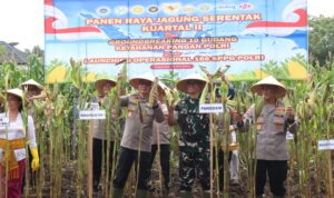 Sokong Ketahanan Pangan Nasional, Polda Bali Pusatkan Panen Raya Jagung Kuartal II di Buleleng db bff ac be aaaf