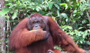 Viral Orang Utan Interaksi dengan Manusia di Aceh, BKSDA Telusuri Lokasi