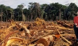 Deforestasi Turun? Aktivis TRAMP: ‘Jangan Tertipu, Hutan Primer Kita Masih Hancur!' hutan
