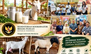 Indonesia Swasembada Daging Kambing dan Domba, Kemenko Pangan Bidik Pasar Lebih Luas