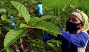 Tanaman Kratom: Potensi Besar untuk Ekonomi Indonesia, Nilai Rp90 Juta per Kg