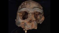 Temuan Baru dari Jejak Denisovan di Asia Tenggara