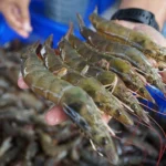 udang