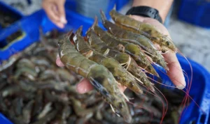 udang